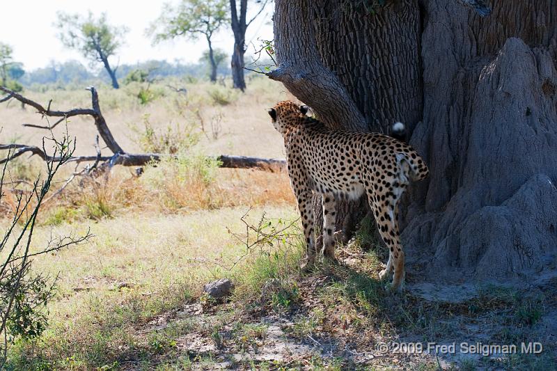 20090615_132837 D3 X1.jpg - Cheetahs tend to look out from an elevated  'lookout' point such as a termite hill.